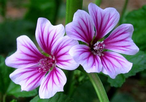 芙蓉用途|芙蓉（锦葵科木槿属植物）